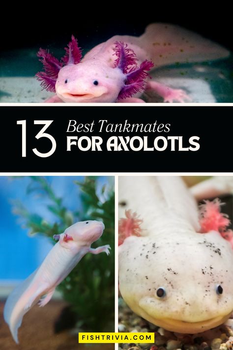 Learn which aquatic companions are safe and beneficial for sharing space with your unique pet, ensuring a harmonious and healthy tank setting. Perfect for keepers aiming to enhance their axolotl's habitat with compatible friends. Pin this for your quick guide to a balanced and joyful axolotl aquarium! 🌊🍃 Types Of Axolotls, Axolotl Tank Setup Ideas, Cool Axolotl Tanks, Axolotl Aquarium Ideas, Axolotl Tank Ideas Aquarium, Axolotl Names, Axolotl Tank Ideas, Axolotl Stuff, Pet Axolotl