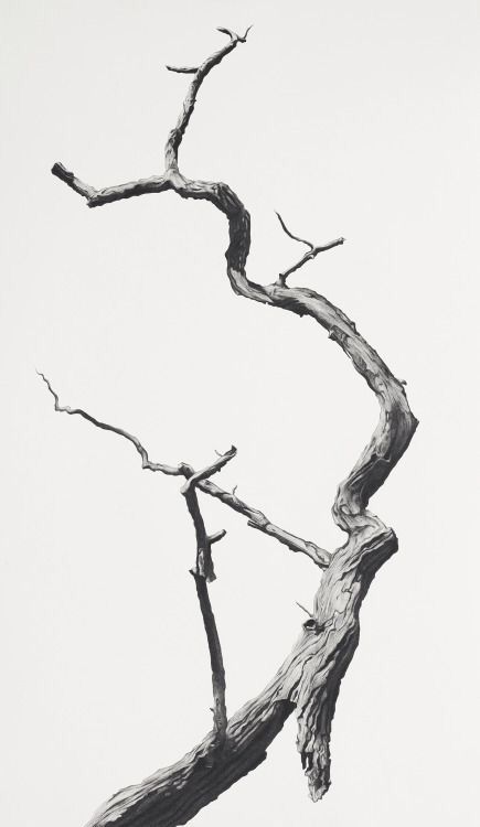 Tree Drawing, Tree Branch, White Photo, Tree Art, Image Hd, 그림 그리기, A Tree, Vienna, Art Sketches