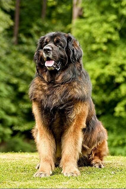 Leon Berger Dog Leonberger Puppy, Dogs And Puppies, Puppies, I Want, Collage, Dogs, Animals, Quick Saves, Pins