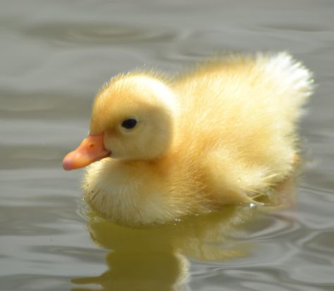 Baby Duck Wallpaper, Fluffy Duck, Duck Pictures, Duck And Ducklings, Pet Ducks, Cute Ducklings, Yellow Animals, Baby Duck, Funny Duck