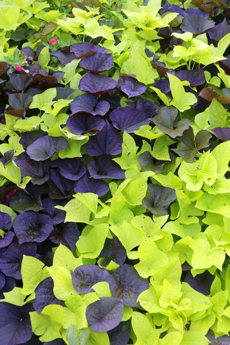 Vibrant purple and green sweet potato vine Potato Vine Planters, Shade Annuals, Sweet Potato Plant, Fast Growing Vines, Sweet Potato Vine, Hydrangea Bloom, Growing Vines, Backyard Shade, Potato Vines