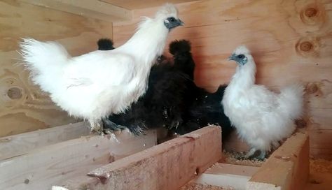 Silkie Roosting Bar, Raising Silkie Chickens, Silkie Chickens Coop, Chicken Ladder, Silkie Bantam, Silkie Hen, Chicken Perches, Fluffy Chicken, Chicken Roost