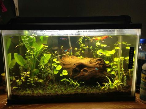 10 Gallon Fish Tank Stand, 10 Gallon Tank Ideas, Planted Aquarium Ideas, 10 Gallon Aquarium, Unique Fish Tanks, 10 Gallon Fish Tank, Fish Aquarium Decorations, Aquarium Architecture, Fish Tank Themes