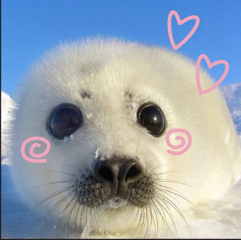 Seals Cute, Cute Seals, Seal Pup, Baby Seal, Cute Small Animals, Animal Doodles, A Seal, Animal Icon, Pet Bunny