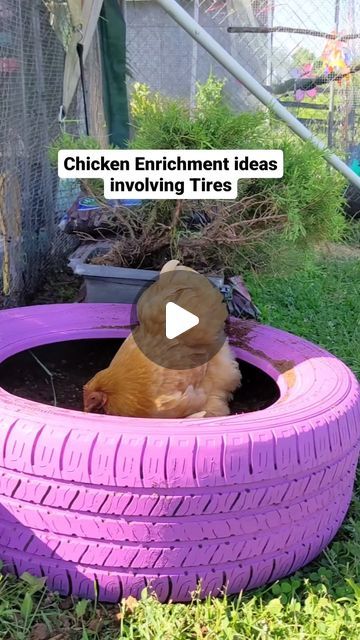 Chicken Run Ideas Toys, Duck Enrichment Ideas, Chicken Coop Color Ideas Paint, Chicken Playground Ideas Diy, Chicken Enrichment Ideas, Chicken Playground Ideas, Chicken Enrichment, Chicken Playground, Candy Animals