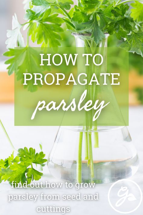 Parsley is one of the most popular herbs in the U.S. and for good reason. It's super easy to propagate parsley from either seeds or cuttings. Get the Know how with the link. Parsley Plant How To Grow, Planting Parsley, Growing Parsley Indoors, Parsley Growing, Propagating Herbs, How To Grow Parsley, Garden Apothecary, Grow Parsley, Growing Parsley