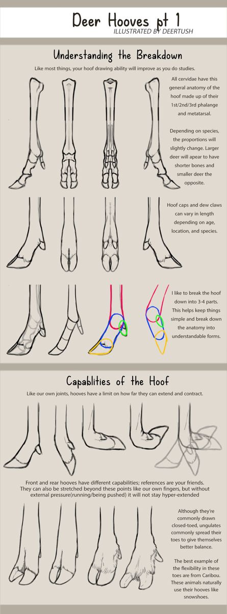 Deer Anatomy, Deer Hooves, Deer Drawing, Animal Reference, Anatomy For Artists, Body Anatomy, Deviant Art, Poses References, Motivational Art