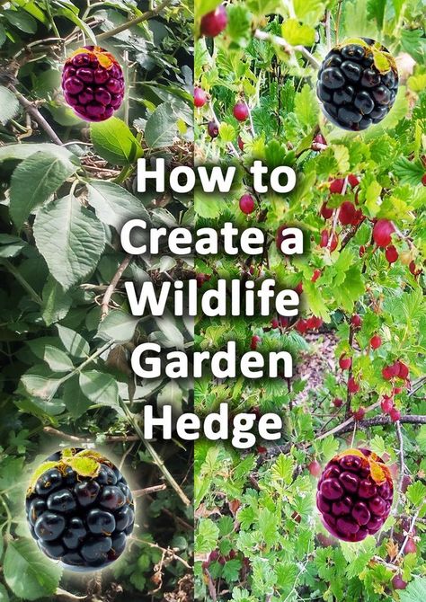 Eco Garden, Wildlife Garden Design, Habitat Garden, Garden Hedges, Growing Fruit Trees, Wildlife Garden, Native Plant Gardening, Hummingbird Garden, Garden Steps