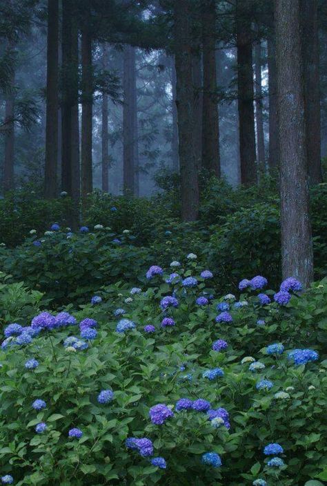 Taman Air, Dark Naturalism, Pretty Landscapes, Nature Forest, Forest Photography, Dark Forest, Nature Aesthetic, Photography Nature, In The Forest