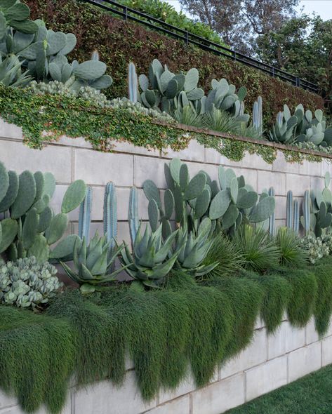 Blurring the borders between sea, sky and earth, this coastal garden delivers intimate, meditative spaces along with a sense of affinity with the limitless. Sydney Gardens, Garden Wall Designs, Seaside Garden, Tiered Garden, Plants Growing, Coastal Gardens, Walled Garden, Cactus Garden, Tropical Garden