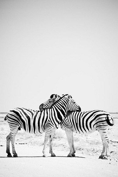 sweet stripes Afrique Art, Animal Planet, Black & White, Zebras, Seville, The Desert, Animals Friends, White Photography, Beautiful Creatures