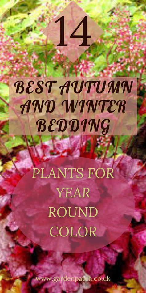 Cold-season plants can fill the gaps in your flower beds between established plants. They can also replace spent summer-flowering annuals. Read on to discover 14 bedding plants that you can enjoy in autumn and winter, together with planting tips for the best results. #wintergarden #autumn Fall Winter Flower Beds, Autumn Garden Ideas Uk, Fall Annuals Landscape, All Season Flower Bed, Winter Flower Beds, Autumn Garden Ideas, Fall Flower Bed, Autumn Bedding, Autumn Flowering Plants