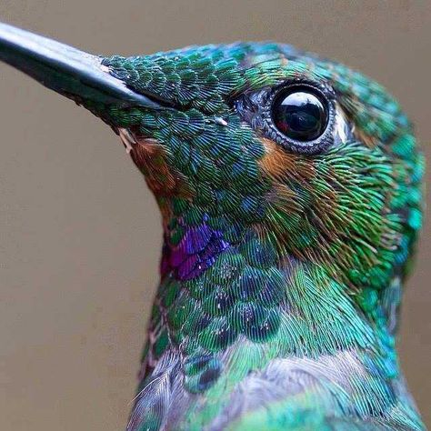 Hummingbird closeup - Imgur Hummingbirds Photography, Hummingbird Photos, Hummingbird Pictures, Hummingbird Painting, Bird Quotes, Humming Bird, Macro Photos, Bird Pictures, Birds Tattoo