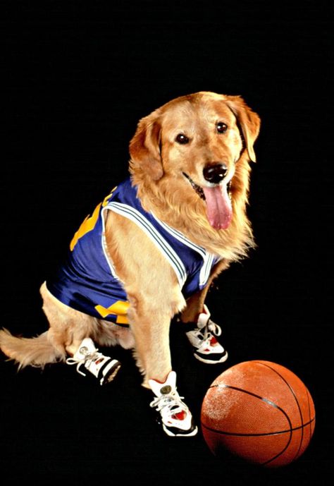 Air Bud Air Buddies Movies, Pup Academy, Air Buddies, Dog Films, Job Aesthetic, Air Bud, Therapy Dog Training, Service Dog Training, Famous Dogs