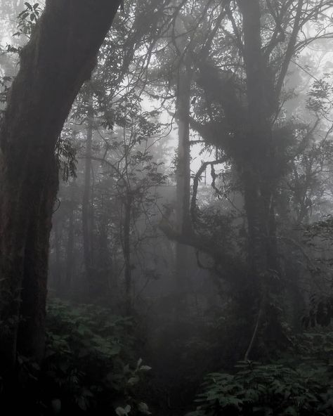 Rainforest Aesthetic, Fog Aesthetic, Aesthetic Tree, Trees Aesthetic, Fog Forest, Dark Trees, Dark Naturalism, Tree Aesthetic, Dark Forest Aesthetic