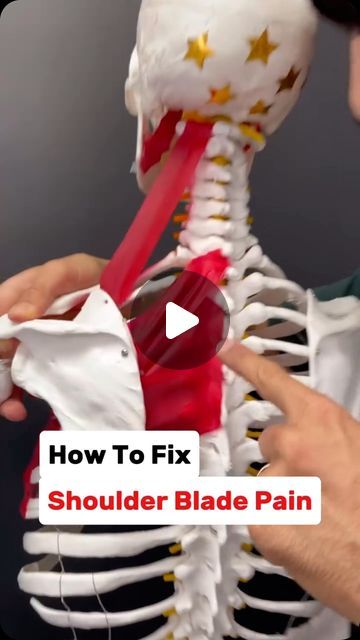 Health DIY - Natural Remedies on Instagram: "Do you experience shoulder blade pain that just won’t go away? Great post by @drjoedamiani for more! 🙏  You’ve tried stretching it, massaging it and fixing your posture but it keeps coming back? Plus you get headaches and it seems like it’s all connected? (Well you’re probably right!)  You see when we have improper shoulder blade function, the muscles that connect it to the spine have to overwork and those muscles tug on the neck which can cause headaches!  PLUS, if your upper back and rib head joint are stiff… then the muscles (rhomboids, levant scapulae and upper trapezius have to work even more). SO to fix the situation we have to:  1.) Release the muscles to put them in a more healthy state. 2.) Mobilize the upper spine and rib head joints How To Release Trapezius Muscle, Stretch Between Shoulder Blades, Release Trapezius Muscle, Stretch For Shoulder Blade Pain, How To Stretch Trapezius Muscle, Massage Upper Back, Scapula Stretches For Pain, Stiff Upper Back, Shoulder Blade Pain Relief Stretches