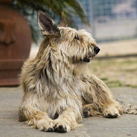 You probably saw him in "For the Love of Winn Dixie" -- but did you know he was a purebred impersonating a mutt? Cute Mutt Dogs, Mutt Dog Drawing, Scruffy Mutt Dog, Berger Picard Dog, Berger Picard, Scruffy Dogs, Mutt Dog, Dog Poems, Disabled Dog