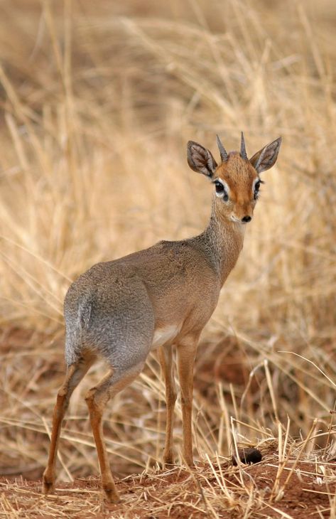 Dik-dik African Antelope, Dik Dik, Small Deer, Africa Wildlife, Tanzania Africa, Unusual Animals, Airbrush Art, African Wildlife, African Animals