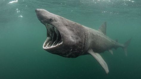 Backing sought for basking shark 'safe zone' in Scotland - BBC News Basking Shark, Shark Drawing, Safe Zone, Shark Lover, Library Images, Marine Conservation, Scotland Uk, Shark Week, Great White Shark