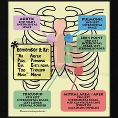 head to toe cardiac clues | Cardiac Landmarks:: All People Eat Taco Meat Nursing Information, Nursing Assessment, Heart Sounds, Nursing Mnemonics, Cardiac Nursing, Nursing School Survival, Nursing Life, Nurse Rock, Being A Nurse