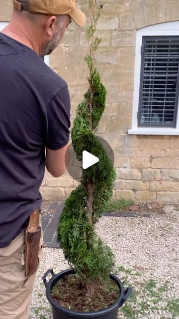 James Todman on Instagram: "I know, it’s not Buxus! Would you like to see more clips like this from my garden? I’ve got plenty of Thuja, Bay, Lonicera, Privet and Lemon Cypress to shape (plus a few Buxus)." Lemon Cypress, I Know It, My Garden, See More, I Know, Lemon, On Instagram, Instagram