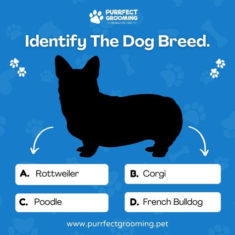 It's Quiz Time!!!  How well do you know about Dogs? Guess the dog breed and comment below. Purple Groom, Pet Advertising, Mobile Pet Grooming, Dog Marketing, Pet Branding, K9 Dogs, Quiz Time, Dog Hotel, Pet Spa