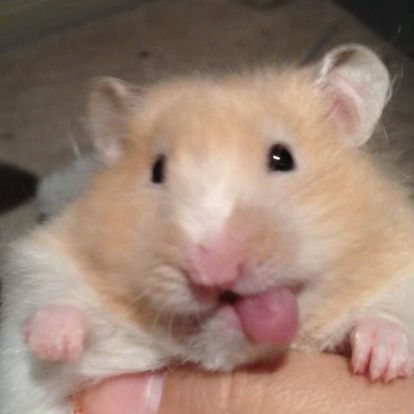 Hamster Pics, Last Game Manga, Funny Rats, Funny Hamsters, A Hamster, Cute Rats, Funny Animal Photos, Cute Hamsters, Funny Animal Jokes