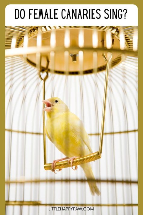 Do Female Canaries Sing Canaries Bird Pets, Pet Canary, Singing Canary, Canary Singing, Canary Birds, Large Bird Cages, Common Birds, Bird Care, Parakeets