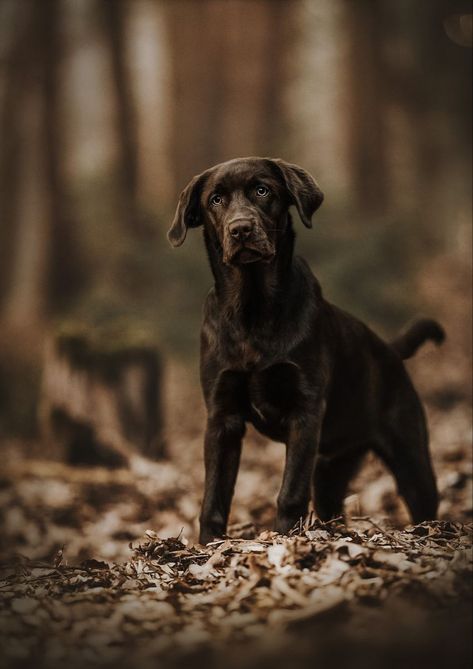 Outdoor Pet Photography, Labrador Retriever Aesthetic, Labrador Retriever Tattoo, Labrador Retriever Drawing, Labrador Photography, Drawing Labrador, Dog Photography Outdoor, Professional Dog Photography, Retriever Drawing