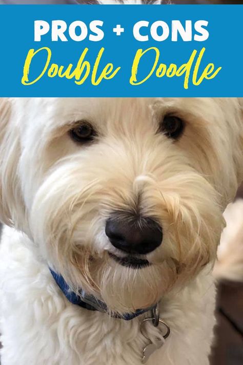 Double Doodles are mixed breed canines. There are some pros and cons you should know about before buying one! #DoubleDoodle #DoubleDoodlePuppies #Goldendoodle #MixedDogBreeds Double Doodle Dog, Double Doodles, White Labradoodle, Double Doodle Puppies, Golden Labradoodle, Doodle Dog Breeds, Poodle Mix Puppies, Goldendoodle Grooming, Double Doodle