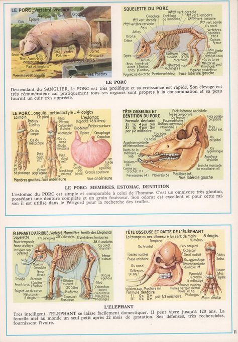 Leçons de choses: Documentation scolaire 116 : Anatomie animale (1972) Animal Anatomy, Anatomy, Kangaroo, Animals