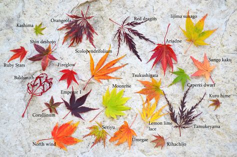 Japanese maple leaf comparison and fall color comparison Japanese Maple Varieties, Acer Trees, Japanese Maple Bonsai, Coral Bark Japanese Maple, Maple Bonsai, Japanese Maples, Japanese Garden Design, Japanese Maple Tree, Acer Palmatum