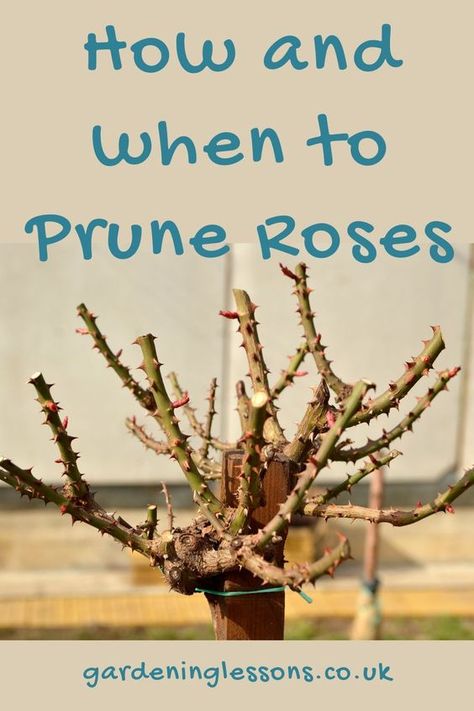 Rose pruning tips, including how to tell the different types of rose when they need alternate pruning methods; pruning unknown roses, climbers, hybrid tea and more. Click the link for tips on when & how to prune roses When To Prune Rose Bushes, Rose Bush Pruning, How To Prune Knockout Roses, Pruning Knockout Roses In Spring, Rose Pruning Tips, How To Prune Rose Bushes, When To Prune Knockout Roses, When To Transplant Roses, When To Prune Roses In The Fall