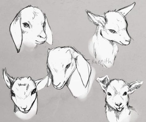 Goats Drawing Sketch, Goat Drawings Cute, Goat Nose Drawing, Goat Man Drawing, Goat Art Reference, Goat Art Cute, Goat Ears Drawing Reference, Goat Hooves Drawing, Goat Reference Drawing