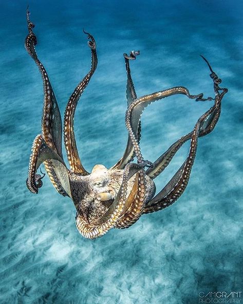 Hawaii. Photo by @camgrantphotography #DiscoverOcean Pretty Octopus, Octopus Underwater, Aesthetic Wallpaper Art, Nature Aesthetic Wallpaper, Octopus Pictures, Tattoo Nature, Fauna Marina, Water Creatures, Deep Sea Creatures