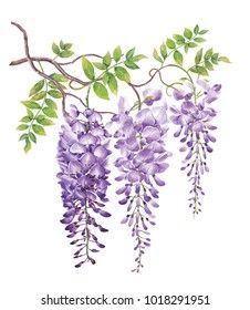 Wisteria Watercolor, Wisteria Painting, Vine Drawing, Wisteria Vine, Wisteria Flower, Traditional Japanese Art, Watercolor Flower Art, 수채화 그림, Background White