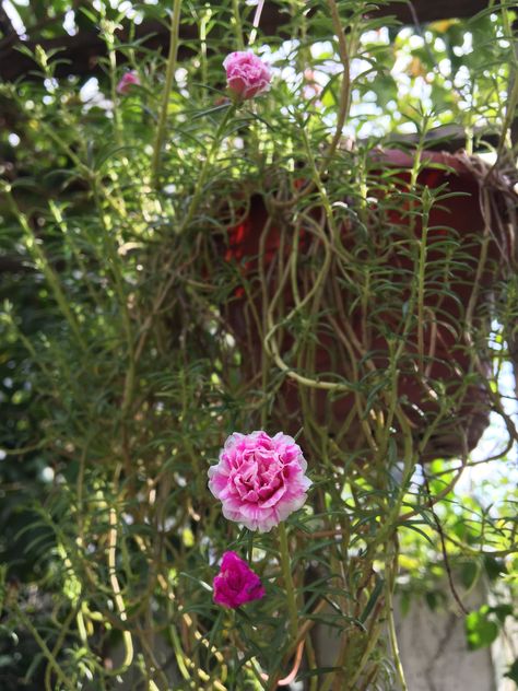 Moss Roses In Containers, Vietnam Rose, Tropical Garden, Container Plants, Container Gardening, House Plants, Vietnam, Plants