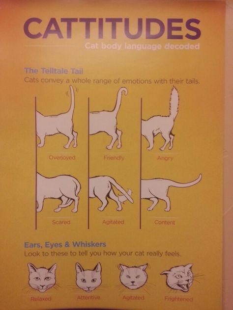 Cat Attitude Meanings Cat Posture Meaning, Cat Theory, Cat Tail Signs, Cat Tail Meaning, Calling Cats In Different Languages, What Does My Cats Tail Mean, Orange Cat Knowledge, Cat Attitude, Cat Purring Facts