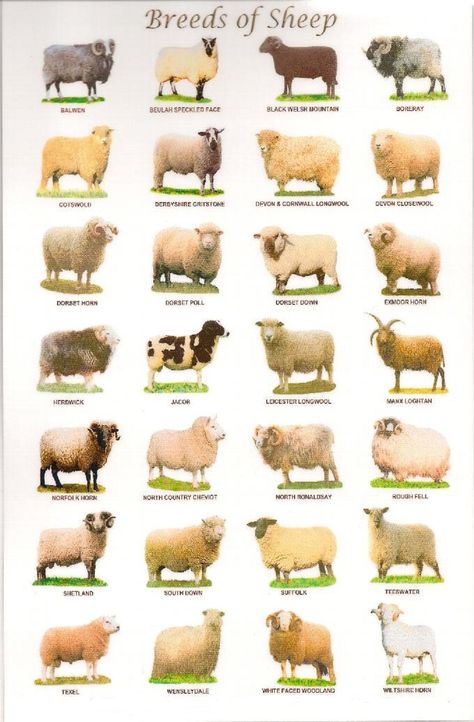 Sheep breeds in the United Kingdom - There are over 60 distinct breeds of sheep in the United Kingdom. Livestock Judging, Pig Breeds, Sheep Breeds, Sheep Art, Cattle Farming, Animal Science, Sheep Farm, Goat Farming, Animal Facts