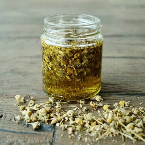 Chamomile Recipes, Chamomile Plant, Herbal Remedies Recipes, Calming Oils, Homemade Oil, Chamomile Oil, Herbal Recipes, Chamomile Essential Oil, Infused Olive Oil