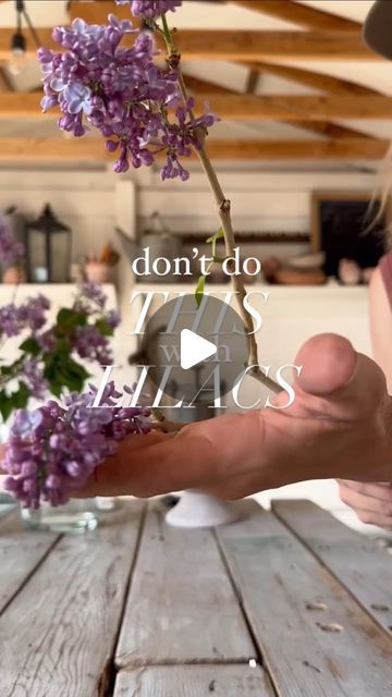 Briana Bosch on Instagram: "Love lilacs like I do but struggle with getting the longest life out of them in a vase? We have a few tricks for how we process and harvest lilac for the best possible vase life (hint: it does not include crushing the stem, which we found actually makes it harder for them to uptake water as it closes off some capillaries)! 

My best tips:
🌸 cut when only just starting to open
🌸cut early in the morning
🌸remove most of the foliage
🌸strip the bark off the bottom several inches and make a slit up the center of the stem
🌸place into hot water and put in a cool dark spot for about 8 hours 

Then you can arrange with them!  This makes a lovely centerpiece for when your lilacs are blooming! Lilacs might actually be my favorite spring flower (ok, it’s a tight race be Lilac Arrangements Simple, Lilac Floral Arrangements, Lilac Flower Arrangements, Lilac Arrangements, Lilac Centerpieces, Lilac Vase, Spring Flower Arrangements Centerpieces, Vase With Branches, Flower Farming