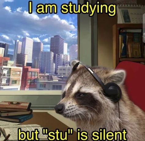 Cute Raccoon, Raccoon Funny, Magnum Opus, Trash Panda, Memes Humor, Racoon, Cute Memes, Funny Reaction Pictures, Animal Memes