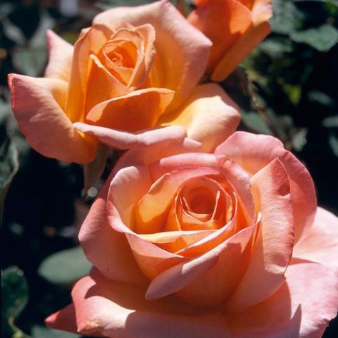 Hybrid Tea Roses - David Austin Roses Hillside Gardening, Rose Delivery, Rose Belle, Flower Blooming, Fragrant Roses, Sunset Rose, Rose Care, Rose Seeds, Favourite Flowers