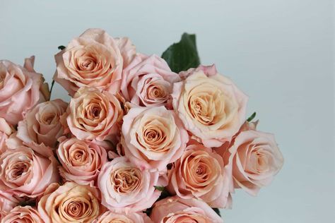 Shimmer Rose Shimmer Rose, Large Greenhouse, Tropical Wedding Flowers, Rose Varieties, Garden Rose, Coral Flowers, Peach Roses, Colour Combination, Tropical Wedding