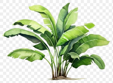 Banana Tree Png, Banana Leaf Plant, Banana Illustration, Banana Leaf Tree, Banana Plant, Palm Tree Plant, Tropical Watercolor, Banana Plants, Painting Nature