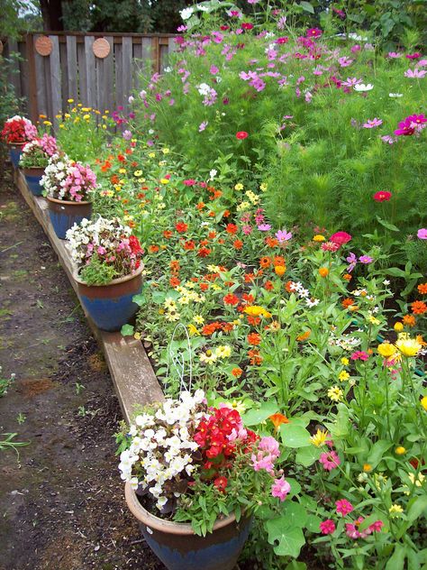 Colourful Gardens, Allotment Garden, Patio Container Gardening, Edible Gardens, Home Backyard, Dream Farmhouse, Allotment Gardening, Yard And Garden, Garden Inspo