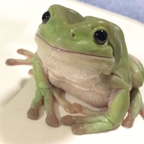 Green Frog, Frogs, Green, Pink, White