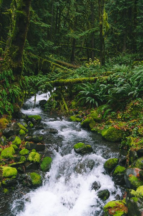 Old growth forest. This is a forest that we've respected. Mountain Streams, Forest Stream, Aquascape Design, Amazing Scenery, Travel Landscape, Forest Photos, Photography Book, Surfer Style, Mountain Stream