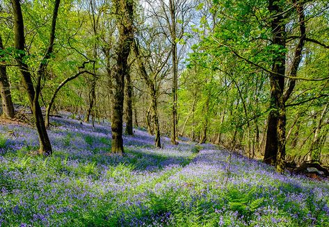 Explore the Forest of Dean, the magical woods that inspired JRR Tolkien - Britain Magazine | The official magazine of Visit Britain | Best of British History, Royal Family,Travel and Culture Magical Woods, Forest Of Dean, William The Conqueror, Old Pub, Best Of British, Ancient Forest, The Tudor, Jrr Tolkien, British History