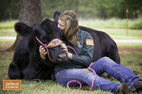 Pictures With Cows, Farm Senior Pictures, Senior Year Pictures, Cute Senior Pictures, Show Cows, Cow Photos, Farm Pictures, Show Cattle, Country Senior Pictures